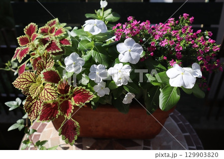 ニチニチソウとコリウスの寄せ植え 129903820
