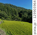 田舎の棚田での稲穂 129903964