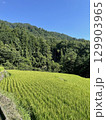 田舎の棚田での稲穂 129903965
