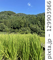 田舎の棚田での稲穂 129903966