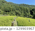 田舎の棚田での稲穂 129903967