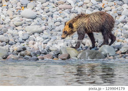 ヒグマ 129904179