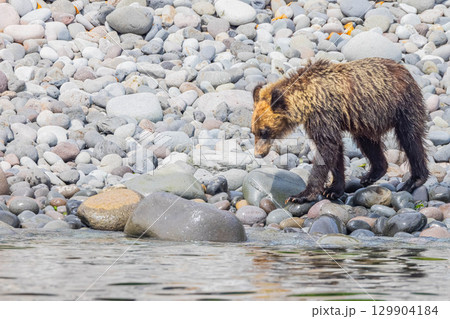 ヒグマ 129904184