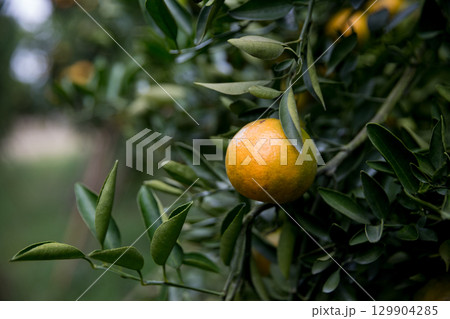 Business farm orange concept nature fruit citrus orchard mandarin tree growing, vibrant organic lush leaves background farmer green garden crop leaf ripe laden branches plant close up farming growth. 129904285
