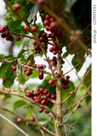 Farmer concept harvest fruit ripe coffee seed robusta arabica berry close up fresh green leaf bean picking orange crop red yellow berries raw plant tree farm growth blur background eco organic garden 129904291