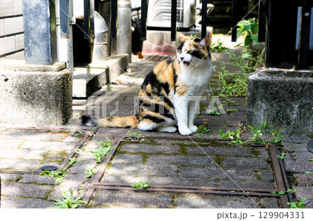 駐車場で鳴いている猫 129904331