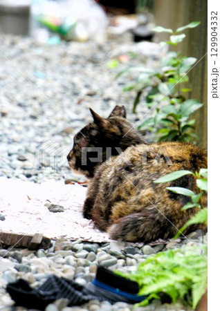 砂利道で寝ている猫 129904332