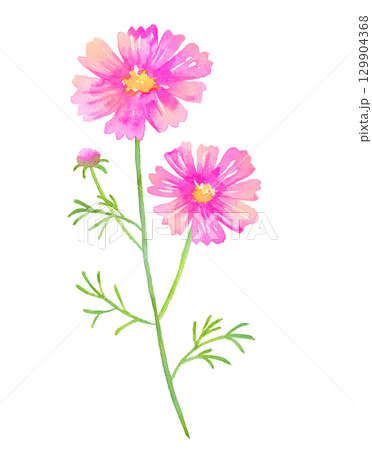 コスモスの水彩画 129904368
