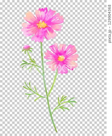 コスモスの水彩画 129904368