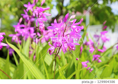 シランの花 129904386
