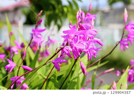 シランの花 シランの花 129904387