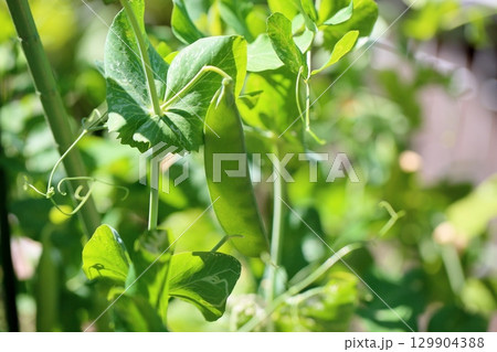 エンドウの実 エンドウの実 129904388