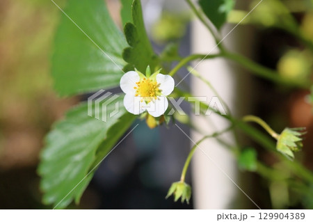 イチゴの花 129904389
