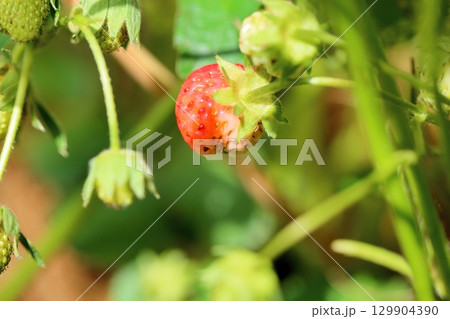 イチゴの実 129904390