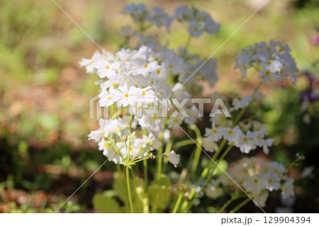 プリムラの花 マルコイデス プリムラの花 マルコイデス 129904394