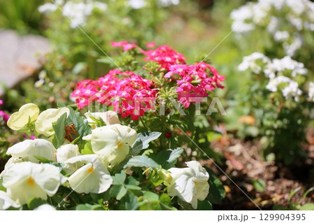 プリムラの花　マルコイデス 129904395