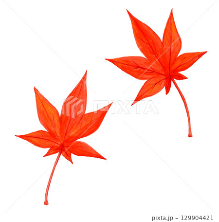 手描き水彩の真っ赤な紅葉のイラスト 129904421