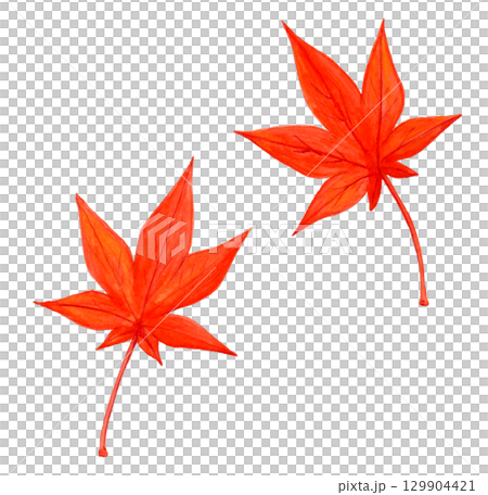 手繪水彩插圖鮮紅的秋葉 129904421