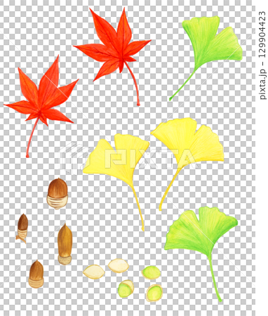 手繪水彩插圖集鮮紅的秋葉、銀杏果和橡子 129904423
