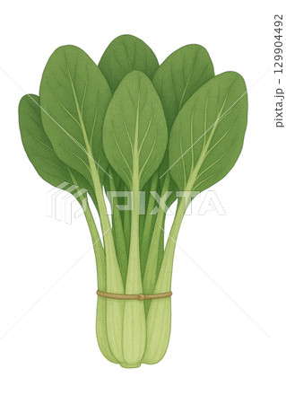 【野菜】小松菜のイラスト/タイプ2 129904492