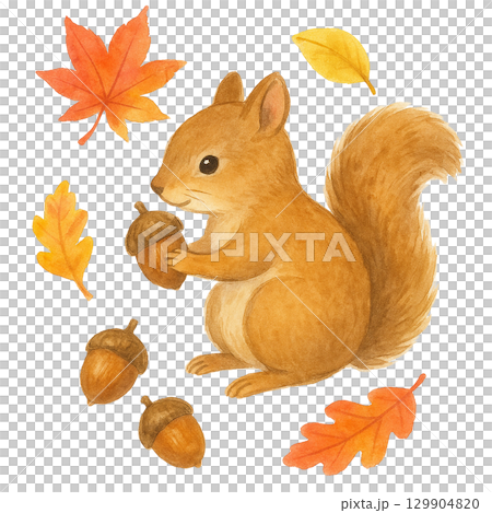 Illustration of a squirrel and acorns (autumn, autumn leaves, cutout) 129904820