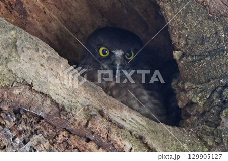 巣穴から顔を出すアオバズクの幼鳥。 129905127