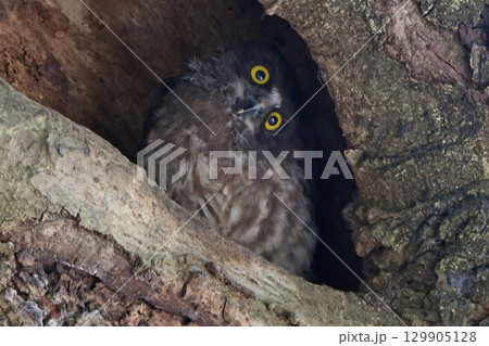 巣穴から顔を出すアオバズクの幼鳥。 129905128