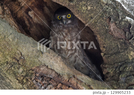 巣穴から顔を出すアオバズクの幼鳥。 129905233