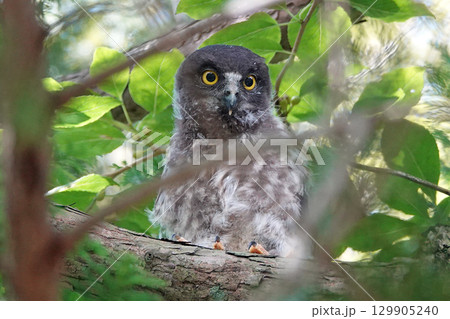 木に止まるアオバズクの幼鳥。 129905240