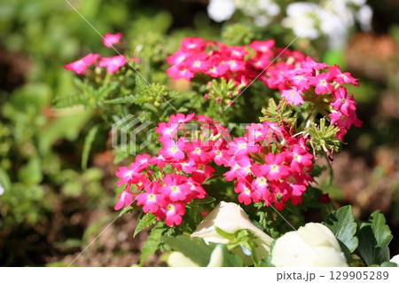 プリムラの花　マルコイデス 129905289