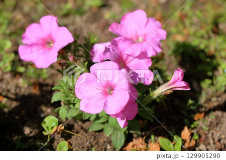 可愛い　ペチュニアの花 129905290