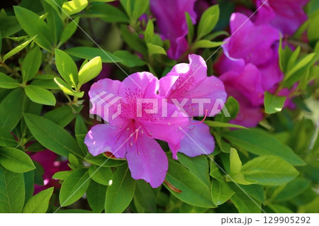 可愛い ヒラドツツジの花 可愛い ヒラドツツジの花 129905292