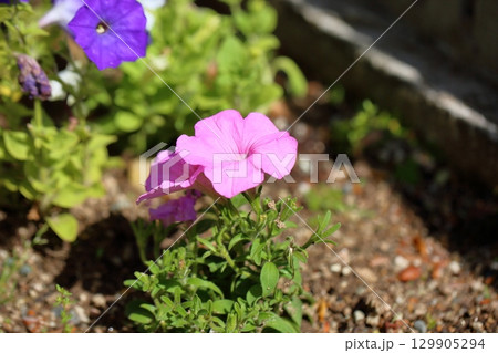 可愛い ペチュニアの花 可愛い ペチュニアの花 129905294