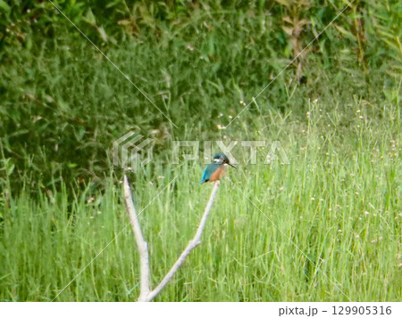 草地に立てられた枯れ枝にとまるカワセミ 129905316