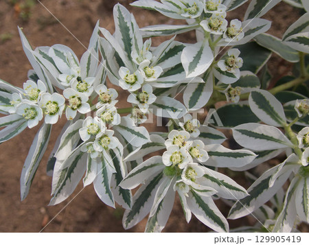夏の庭先に咲いたハツユキソウ 夏の庭先に咲いたハツユキソウ 129905419