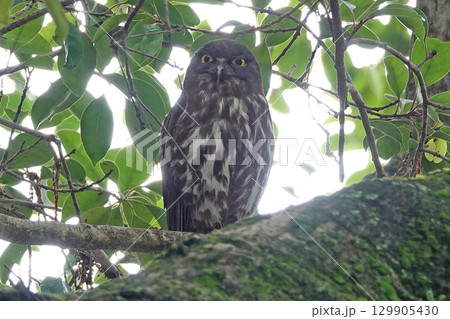 枝に止まっているアオバズクの親。 129905430