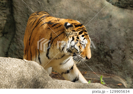 歩くトラの視線 歩くトラの視線 129905634