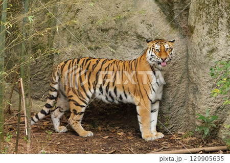 舌出しトラの視線 舌出しトラの視線 129905635