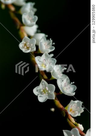 信濃川・やすらぎ堤の白花桜蓼(しろばなさくらたで) 129905860