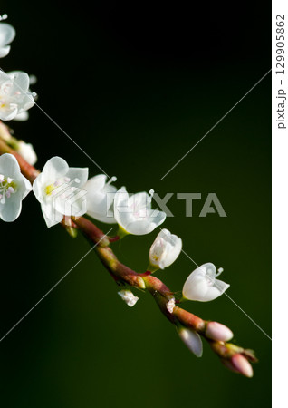 信濃川・やすらぎ堤の白花桜蓼(しろばなさくらたで) 信濃川・やすらぎ堤の白花桜蓼(しろばなさくらたで) 129905862