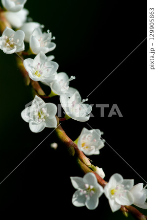 信濃川・やすらぎ堤の白花桜蓼(しろばなさくらたで) 129905863