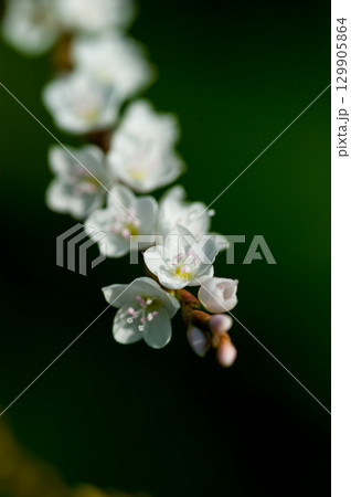 信濃川・やすらぎ堤の白花桜蓼(しろばなさくらたで) 129905864
