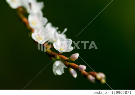 信濃川・やすらぎ堤の白花桜蓼(しろばなさくらたで) 129905871