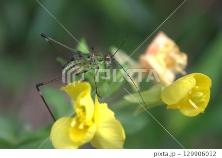 黄色い花の上にいたアシグロツユムシの幼虫 129906012