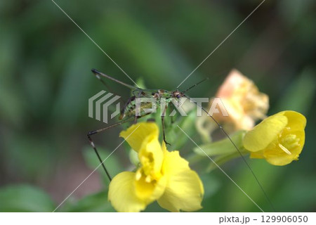 黄色い花の上にいたアシグロツユムシの幼虫 129906050