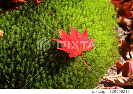苔とモミジ 129906212
