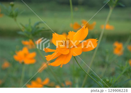 黄色いコスモス 黄色いコスモス 129906228