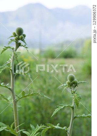 ヒゴタイ咲初め ぼにばなの咲く丘 広島庄原比和町三河内 ヒゴタイ咲初め ぼにばなの咲く丘 広島庄原比和町三河内 129906372