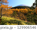 カラマツの紅葉と浅間山② 129906546