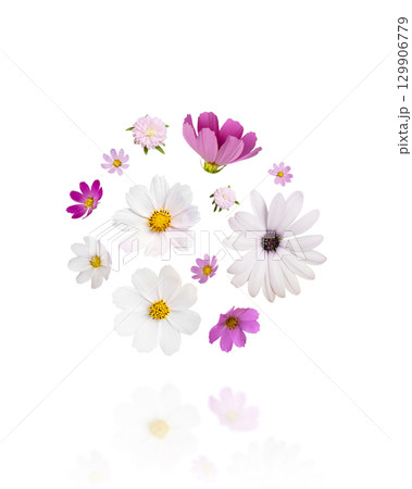 Colorful summer autumn background of flowers pink and white cosmos, osteospermum isolated on white background with clipping path. Floral Greeting card. 129906779